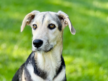 BONGO, Hund, Mischlingshund in Knittlingen - Bild 5