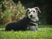 BONGO, Hund, Mischlingshund in Knittlingen - Bild 6