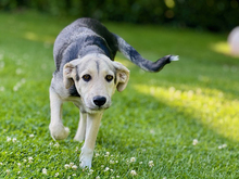 BONGO, Hund, Mischlingshund in Knittlingen - Bild 7
