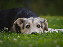 BONGO, Hund, Mischlingshund in Knittlingen - Bild 8