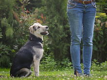 BONGO, Hund, Mischlingshund in Knittlingen - Bild 9