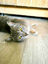 NANCY, Katze, Europäisch Kurzhaar in Bulgarien - Bild 1