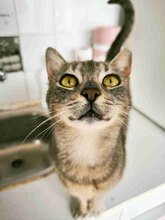 NANCY, Katze, Europäisch Kurzhaar in Bulgarien - Bild 3