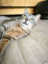 NANCY, Katze, Europäisch Kurzhaar in Bulgarien - Bild 4