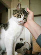 TABITHA, Katze, Europäisch Kurzhaar in Bulgarien - Bild 1