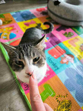 TABITHA, Katze, Europäisch Kurzhaar in Bulgarien - Bild 2