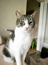 TABITHA, Katze, Europäisch Kurzhaar in Bulgarien - Bild 3