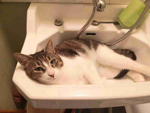 TABITHA, Katze, Europäisch Kurzhaar in Bulgarien - Bild 4