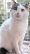 LOLLO, Katze, Europäisch Kurzhaar in Berlin - Bild 1