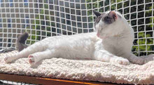 LOLLO, Katze, Europäisch Kurzhaar in Berlin - Bild 3
