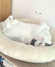 LOLLO, Katze, Europäisch Kurzhaar in Berlin - Bild 4