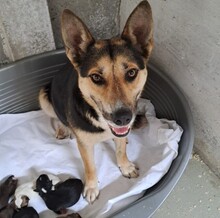 TRISS, Hund, Mischlingshund in Ungarn - Bild 1