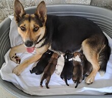 TRISS, Hund, Mischlingshund in Ungarn - Bild 2