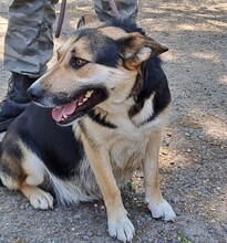 TRISS, Hund, Mischlingshund in Ungarn - Bild 3