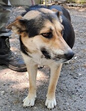 TRISS, Hund, Mischlingshund in Ungarn - Bild 4
