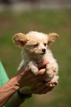 BRIOCHE, Hund, Mischlingshund in Ungarn - Bild 1