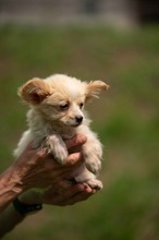 BRIOCHE, Hund, Mischlingshund in Ungarn - Bild 10