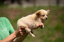 BRIOCHE, Hund, Mischlingshund in Ungarn - Bild 2