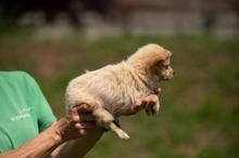 BRIOCHE, Hund, Mischlingshund in Ungarn - Bild 3