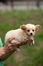 BRIOCHE, Hund, Mischlingshund in Ungarn - Bild 4