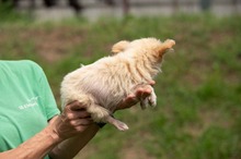 BRIOCHE, Hund, Mischlingshund in Ungarn - Bild 5