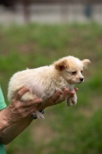 BRIOCHE, Hund, Mischlingshund in Ungarn - Bild 6
