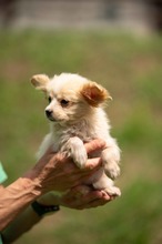 BRIOCHE, Hund, Mischlingshund in Ungarn - Bild 8