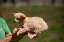 BRIOCHE, Hund, Mischlingshund in Ungarn - Bild 9