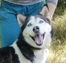 AKIRA, Hund, Husky-Mischling in Slowakische Republik - Bild 1