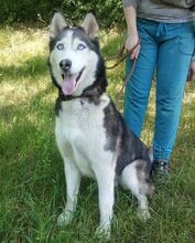 AKIRA, Hund, Husky-Mischling in Slowakische Republik - Bild 2