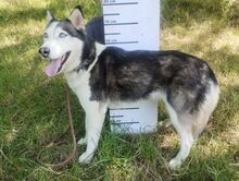 AKIRA, Hund, Husky-Mischling in Slowakische Republik - Bild 3
