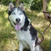AKIRA, Hund, Husky-Mischling in Slowakische Republik - Bild 4