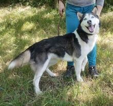 AKIRA, Hund, Husky-Mischling in Slowakische Republik - Bild 5