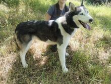 AKIRA, Hund, Husky-Mischling in Slowakische Republik - Bild 6