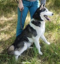 AKIRA, Hund, Husky-Mischling in Slowakische Republik - Bild 7