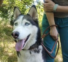 AKIRA, Hund, Husky-Mischling in Slowakische Republik - Bild 8
