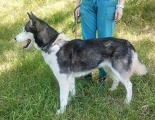 AKIRA, Hund, Husky-Mischling in Slowakische Republik - Bild 9