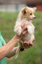 BRISA, Hund, Mischlingshund in Ungarn - Bild 1