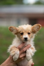 BRISA, Hund, Mischlingshund in Ungarn - Bild 10