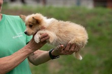 BRISA, Hund, Mischlingshund in Ungarn - Bild 11