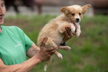 BRISA, Hund, Mischlingshund in Ungarn - Bild 12