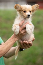 BRISA, Hund, Mischlingshund in Ungarn - Bild 2