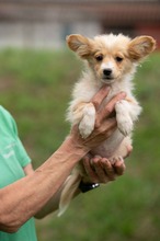 BRISA, Hund, Mischlingshund in Ungarn - Bild 3
