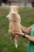 BRISA, Hund, Mischlingshund in Ungarn - Bild 4