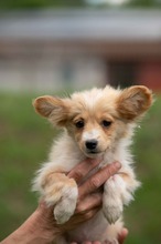 BRISA, Hund, Mischlingshund in Ungarn - Bild 5