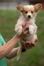 BRISA, Hund, Mischlingshund in Ungarn - Bild 6