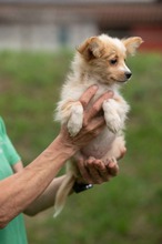 BRISA, Hund, Mischlingshund in Ungarn - Bild 7
