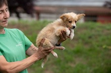 BRISA, Hund, Mischlingshund in Ungarn - Bild 8