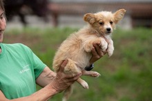 BRISA, Hund, Mischlingshund in Ungarn - Bild 9