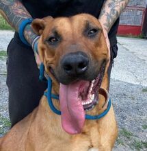 BEETHOVEN, Hund, Rhodesian Ridgeback in Slowakische Republik - Bild 1